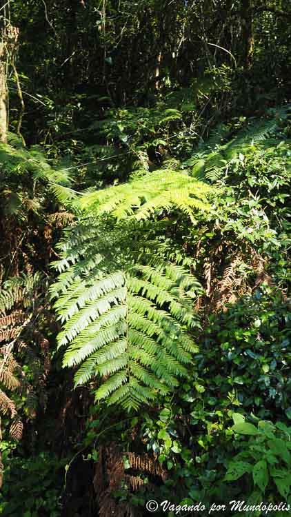 parque-nacional-ranomafana-madagascar