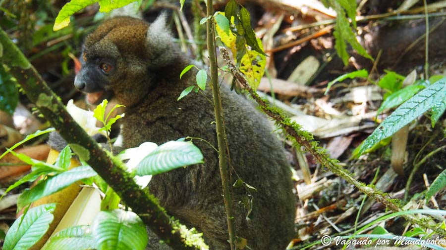 parque-nacional-ranomafana-madagascar
