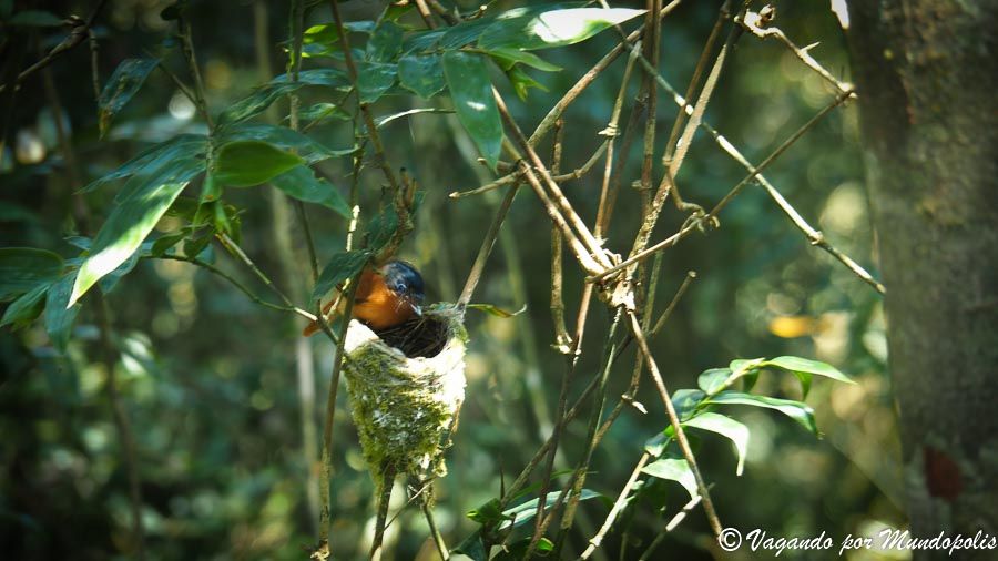 animales-parque-nacional-ranomafana-madagascar