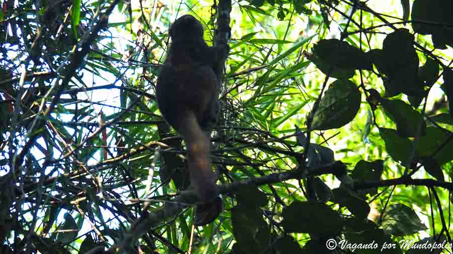parque-nacional-ranomafana-madagascar