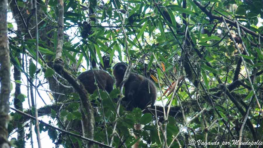 lemur-bambu-parque-nacional-ranomafana-madagascar