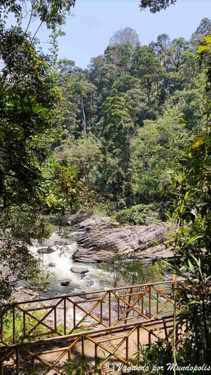 parque-nacional-ranomafana-madagascar