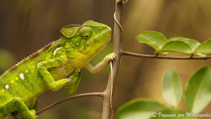 reserva-de-anja