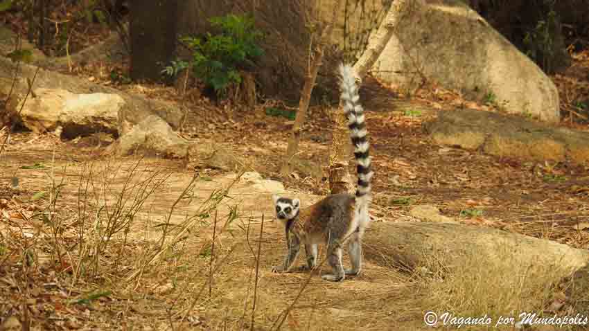 lemur-cola-anillada-reserva-de-anja
