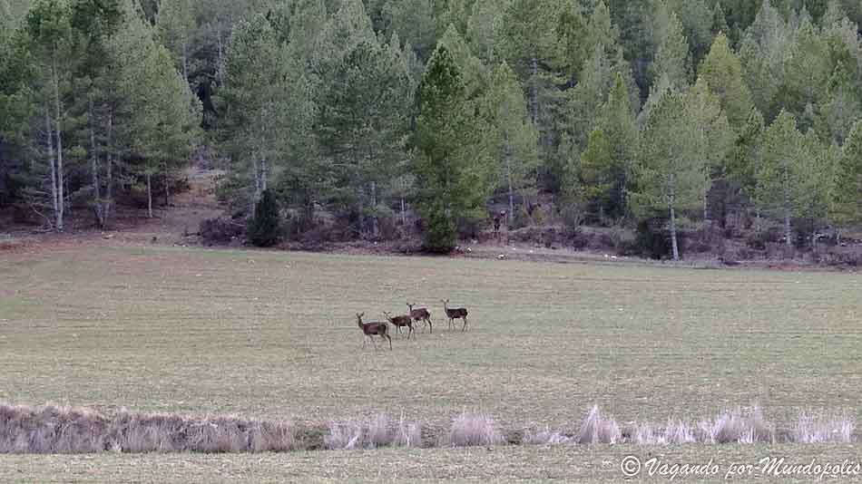 parque-natural-alto-tajo