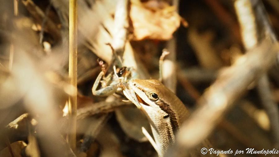 fauna-parque-nacional-isalo
